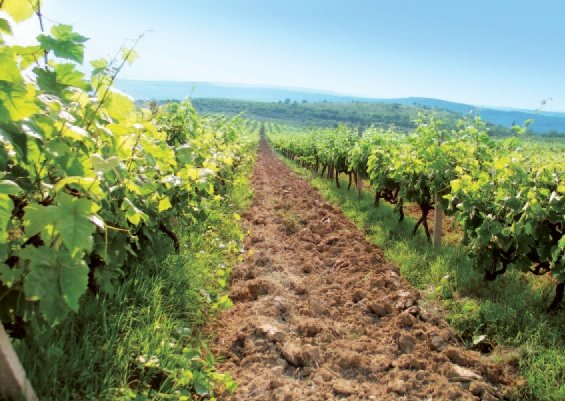 Основные виноделческие регионы в Болгарии